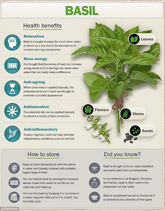 the benefits of basil for skin and hair info sheet with instructions on how to use it