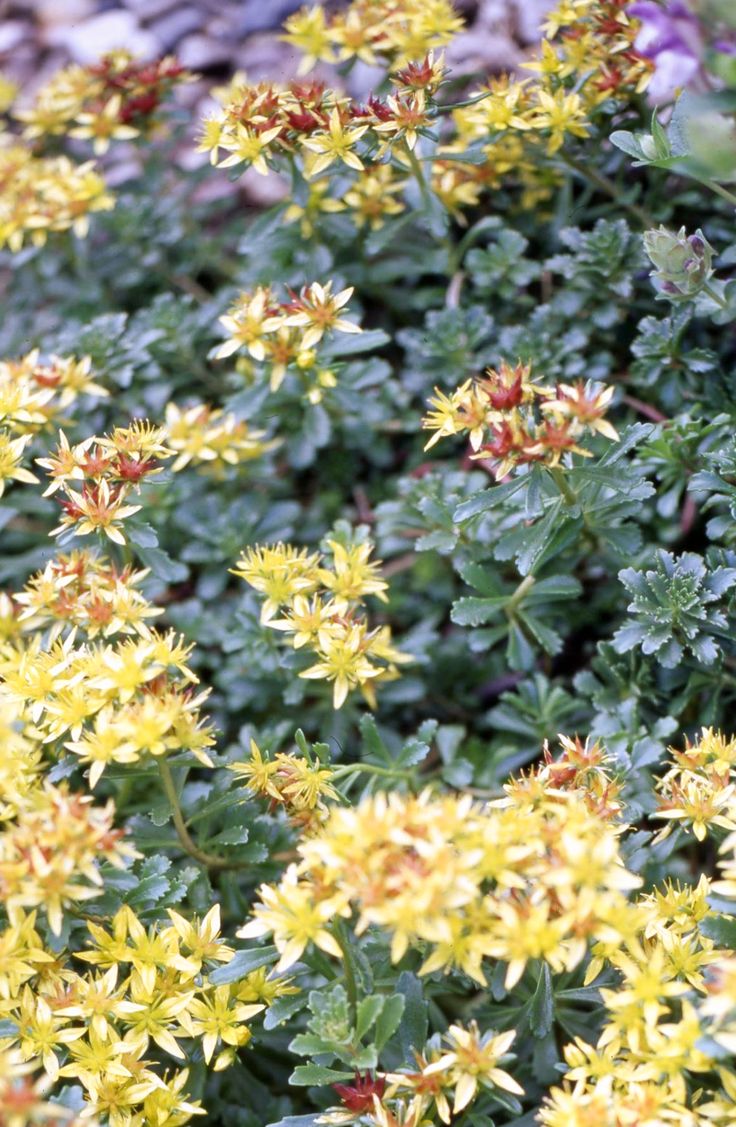 yellow flowers with green leaves in the foreground and blue foliage in the back ground