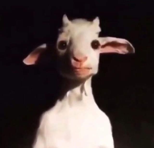 a white goat with brown eyes and ears looking at the camera while standing in front of a black background