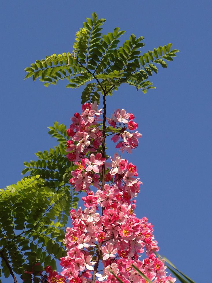 pink flowers and green leaves against a blue sky