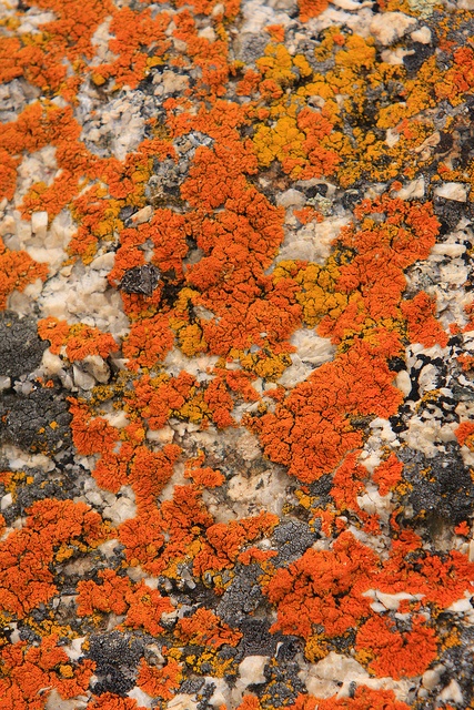 an orange and grey rock with moss growing on it