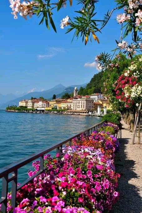 colorful flowers line the edge of a walkway next to an ocean with buildings and mountains in the background