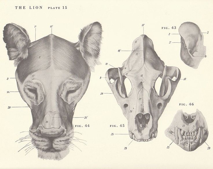 an animal's skull and head are shown in this diagram from the late 1800s