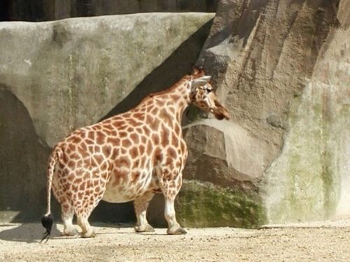 a giraffe standing in front of a rock wall with an arabic writing on it