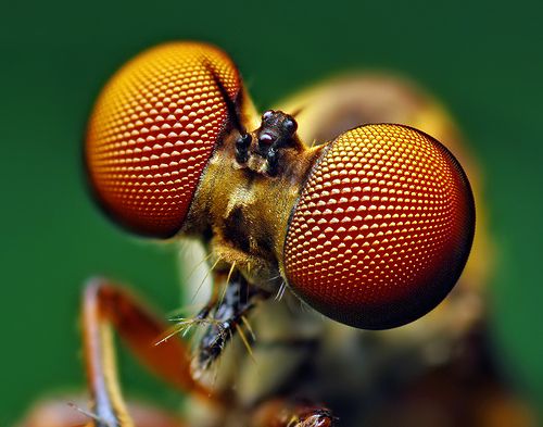 a close up view of the head and antennae of a fly insect with two eyes