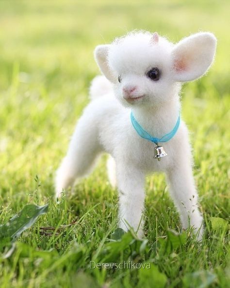 a small white dog standing on top of a lush green field