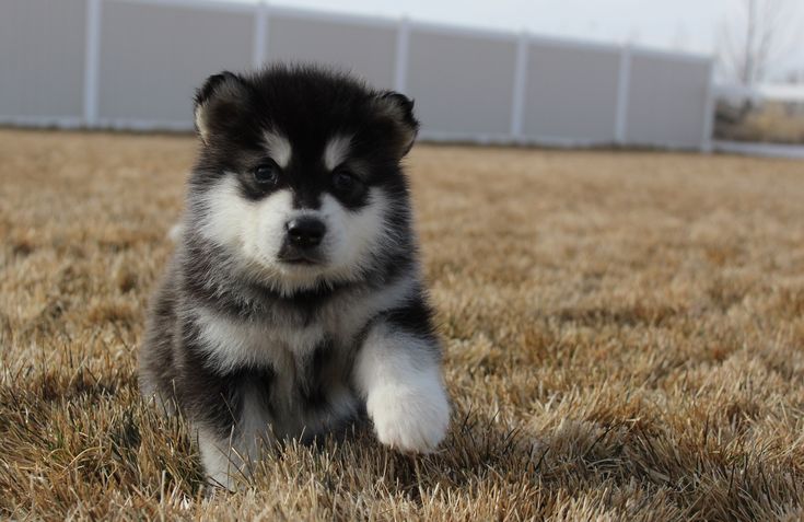 a black and white puppy sitting on top of a grass covered field next to a building