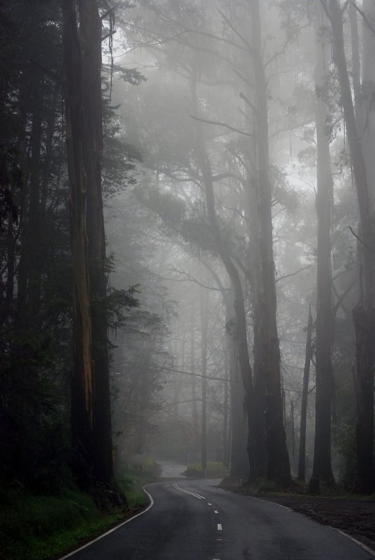 an empty road surrounded by tall trees on a foggy day