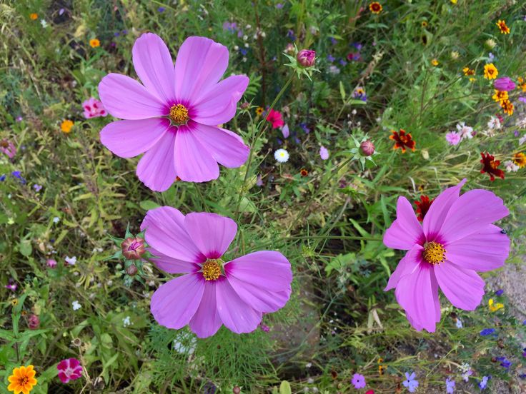 three pink flowers are in the middle of some wildflowers