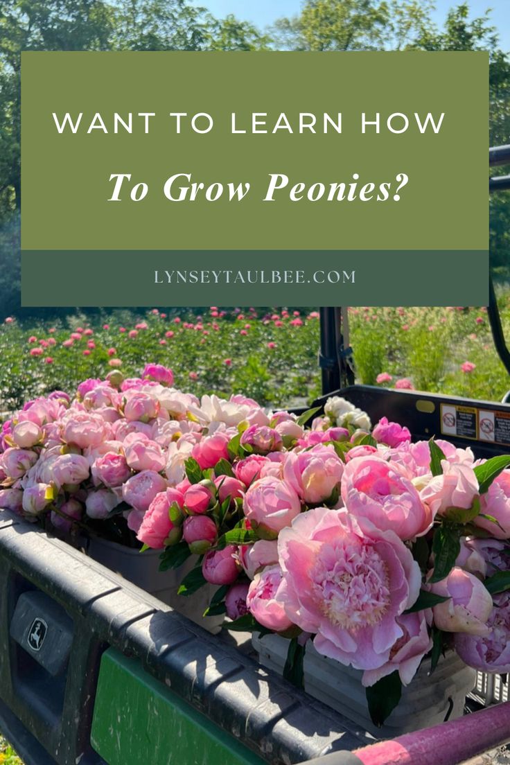 pink flowers in the back of a truck with text overlay reading want to learn how to grow peonies?