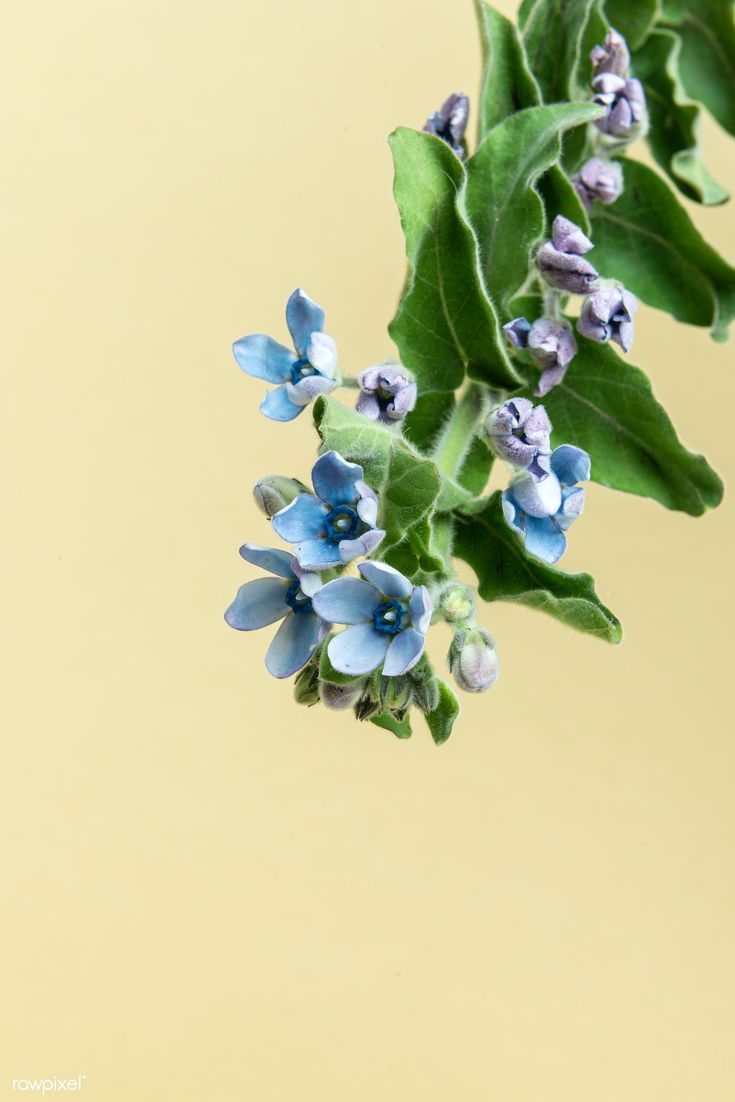 small blue flowers are growing from the green leaves on a branch against a yellow background