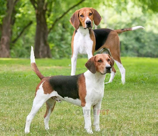 two brown and white dogs standing in the grass