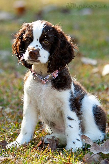 a small brown and white dog sitting on top of a grass covered field next to leaves