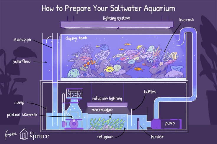 an aquarium with the words how to prepare your saltwater aquarium on it's side