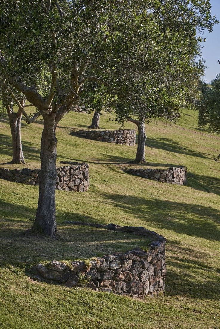 several trees in the middle of a grassy field with rocks and stones around them on a sunny day