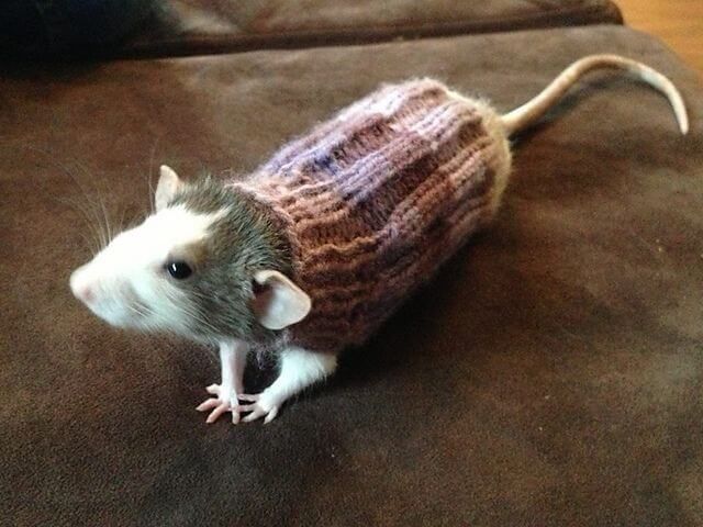 a rat in a sweater sitting on top of a couch