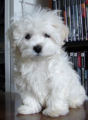 a small white dog sitting on top of a table next to a bookshelf