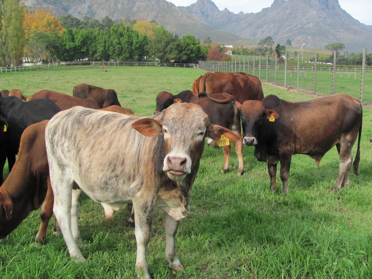 a herd of cattle standing on top of a lush green field