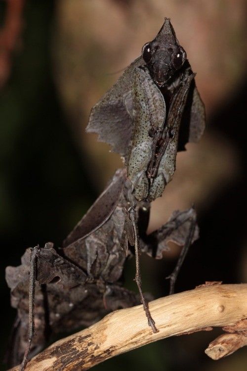 a close up of a bug on a branch