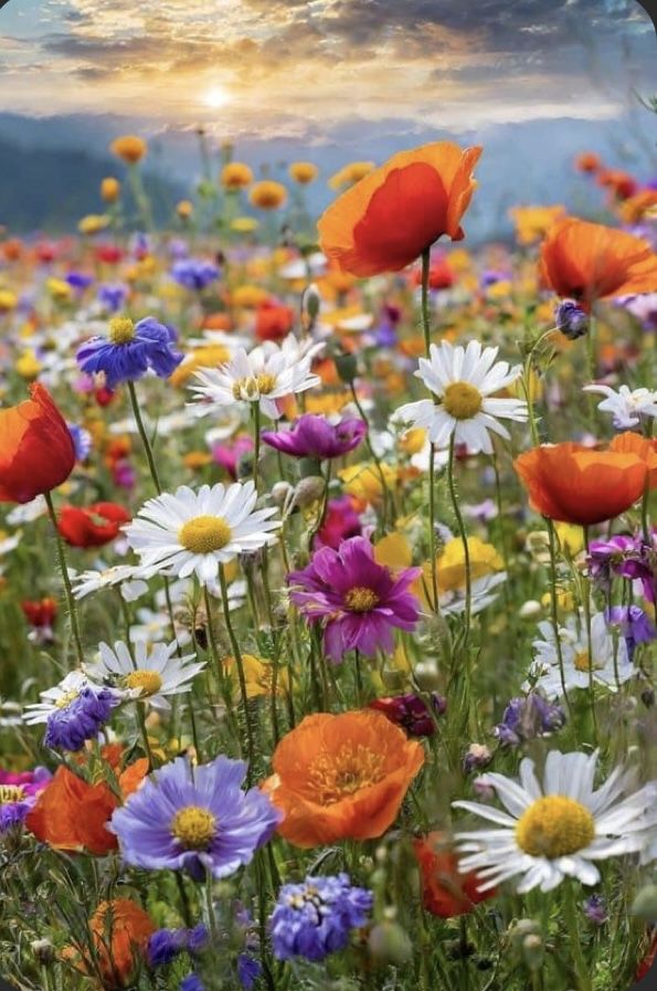 a field full of wildflowers and daisies under a cloudy sky with the sun in the distance