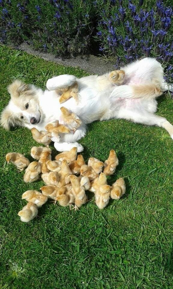 a dog laying on the ground with several puppies