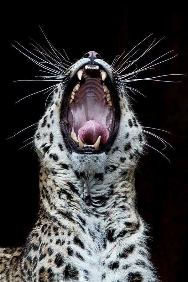 a leopard with its mouth open and it's teeth wide open