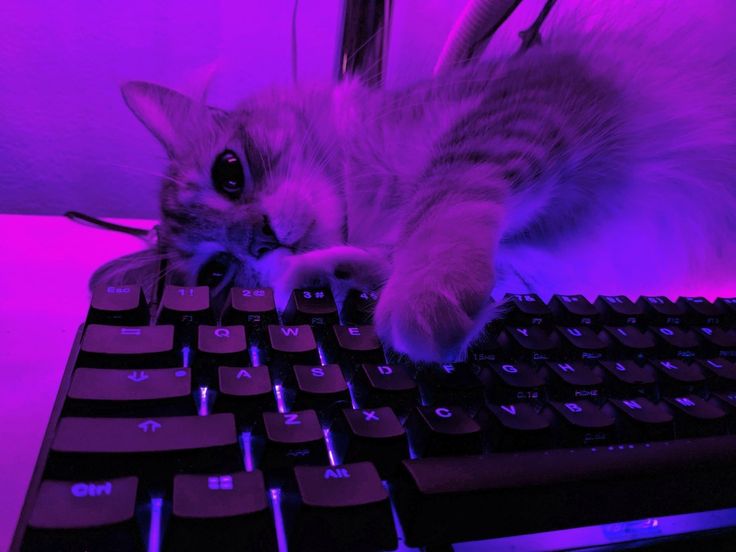 a cat laying on top of a keyboard in front of a purple light with it's paw resting on the keys