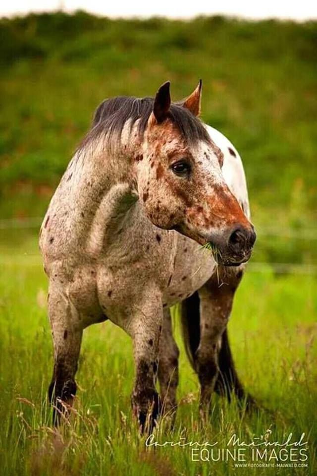 a brown and white horse standing on top of a lush green field