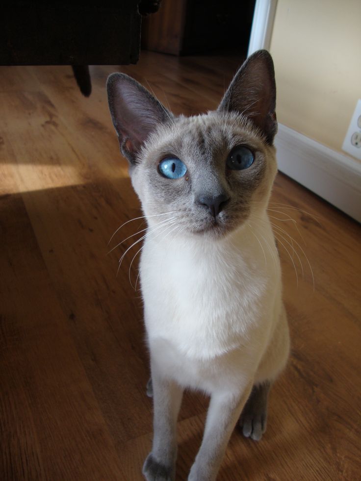 a siamese cat with blue eyes sitting on the floor