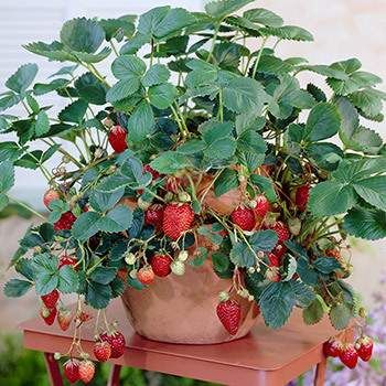 a potted strawberry plant sitting on top of a table