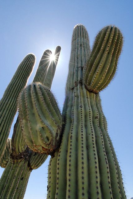 the sun shines brightly behind a large cactus