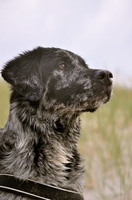 a black and white dog is looking up at something in the distance with grass behind it