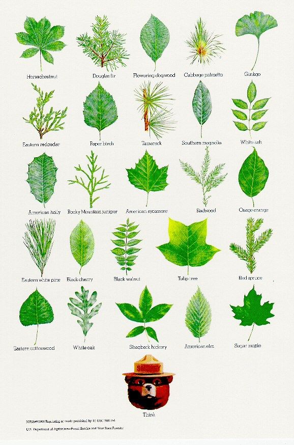 Free Printable Leaf Identification Chart