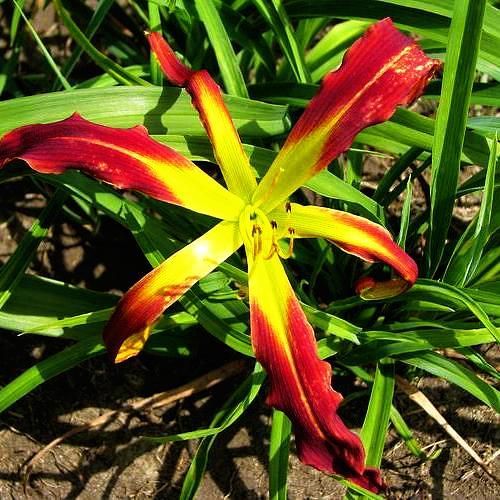 a red and yellow flower in the grass