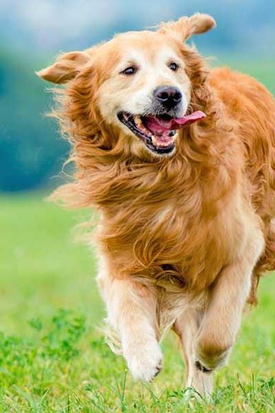 a golden retriever dog running in the grass