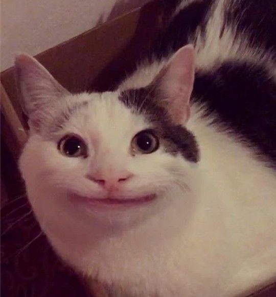 a black and white cat laying on top of a cardboard box with it's eyes wide open