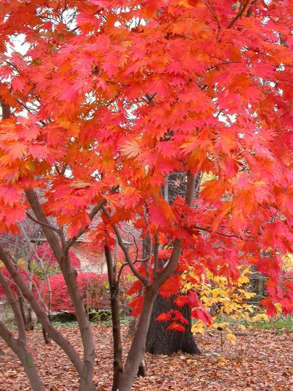 a tree with red leaves on the ground