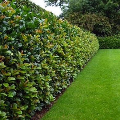 a long row of hedges in the middle of a lawn