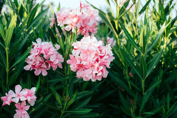 pink flowers are blooming in the garden