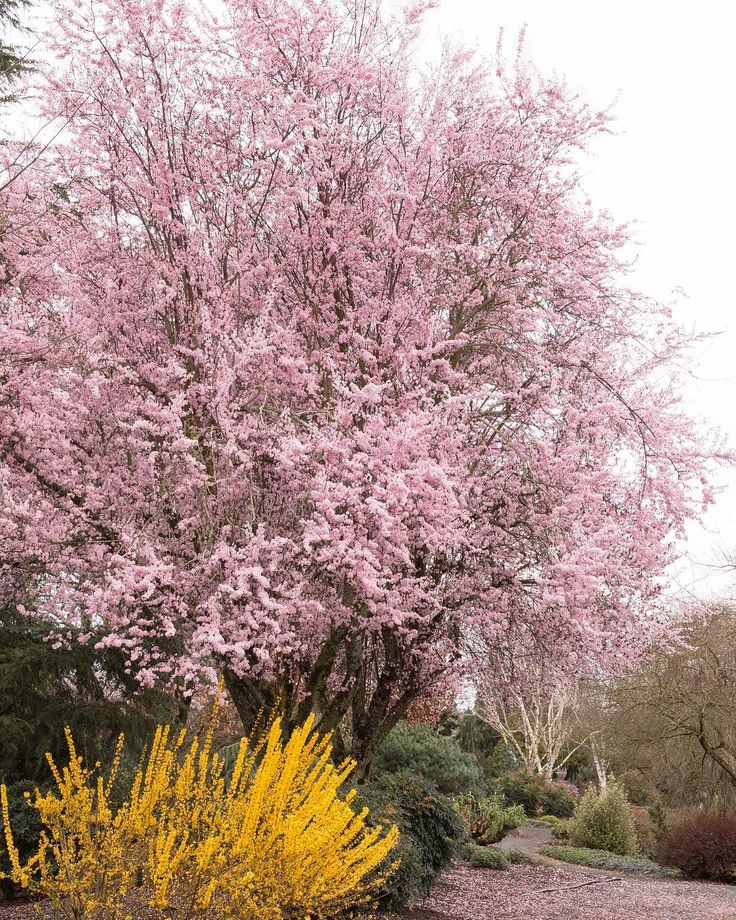 a pink tree with yellow flowers in the foreground and green bushes on the other side