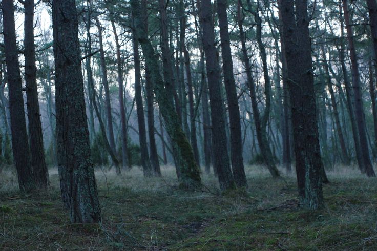 the woods are full of tall trees with no leaves on them, and there is only one tree in the foreground