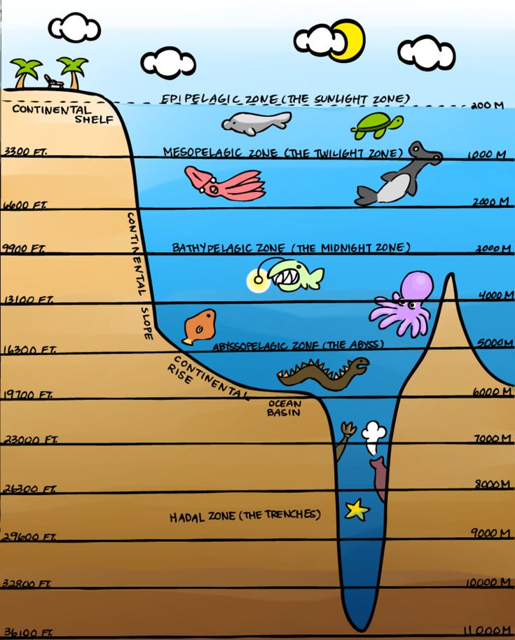 an ocean diagram with different types of animals