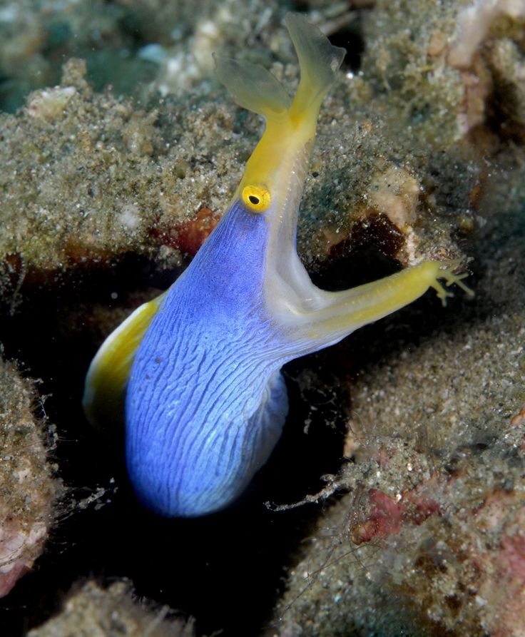 a blue and yellow sea slug on the ocean floor