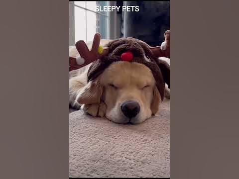 a dog is wearing a reindeer hat while laying on the floor with his eyes closed