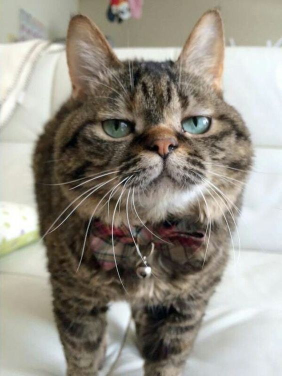 a cat with it's mouth open and its tongue out on a white couch