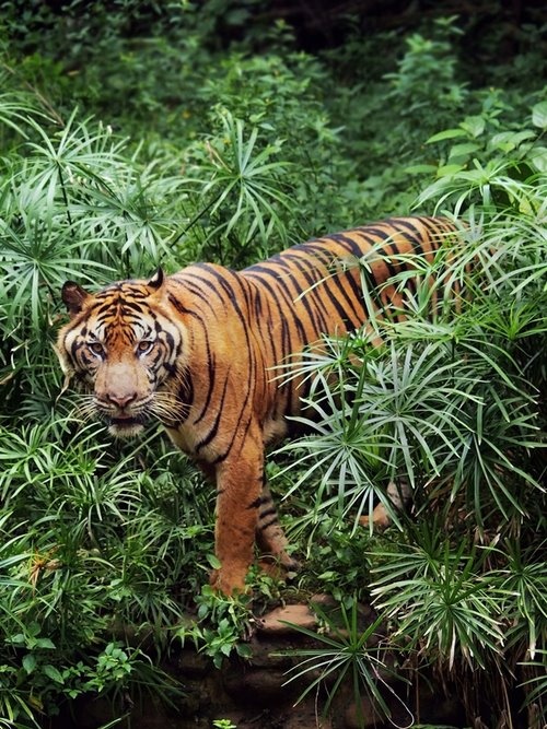 a tiger is walking through the jungle