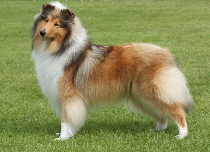 a brown and white dog standing on top of a lush green field