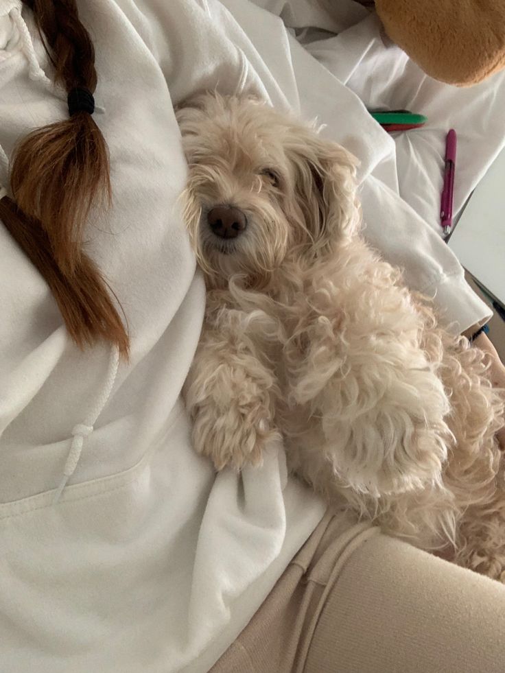 a small white dog laying on top of a bed next to a stuffed animal bear