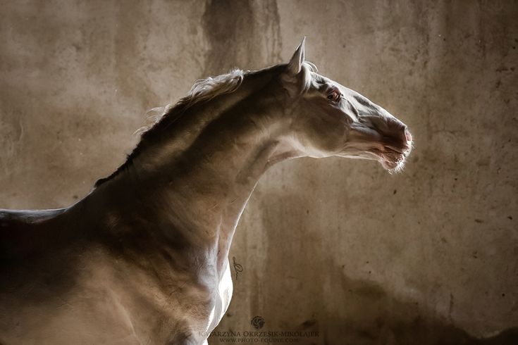 a white horse standing next to a wall