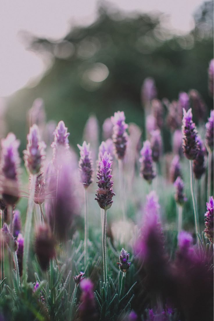 some purple flowers are growing in the grass